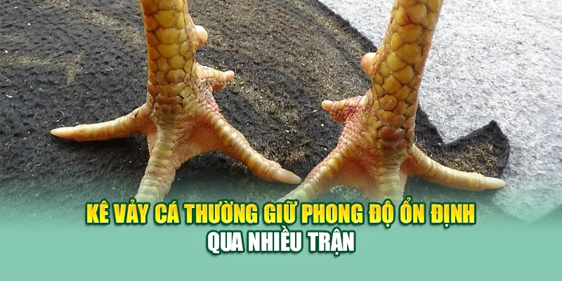 Gà Vảy Cá – Chiến Kê Phong Thủy Được Săn Đón Tại 79King 3 Kê vảy cá thường giữ phong độ ổn định qua nhiều trận